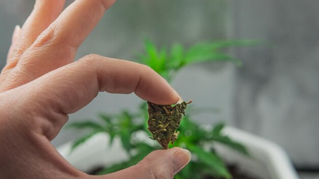 Mão cortada de mulher segurando planta de cannabis