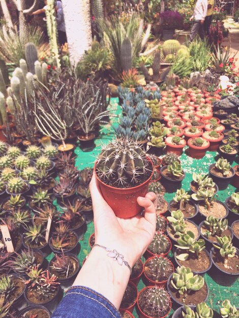 Foto mão cortada de mulher segurando planta em vaso no mercado