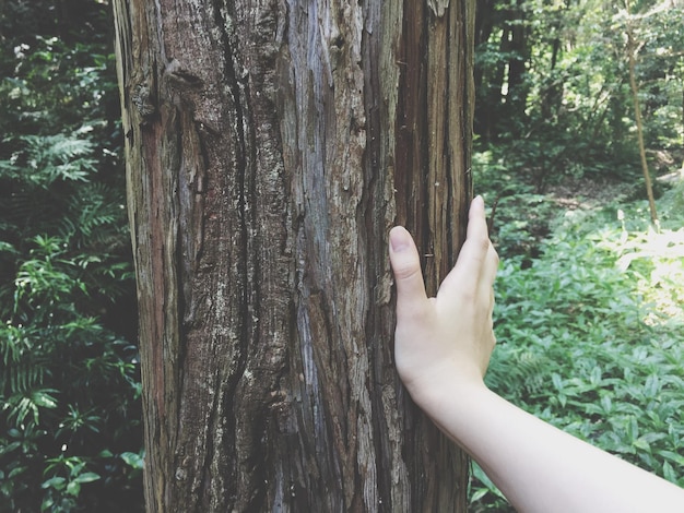 Foto mão cortada de mulher tocando tronco de árvore na floresta