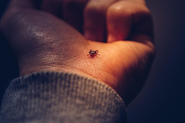 Foto mão cortada de pessoa com inseto na sala escura