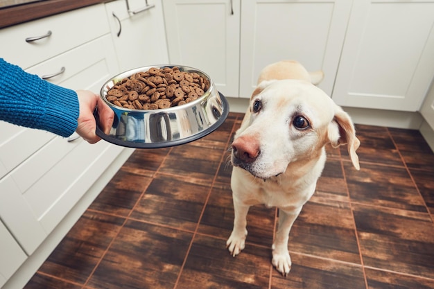 Mão cortada de pessoa dando comida ao cão em casa