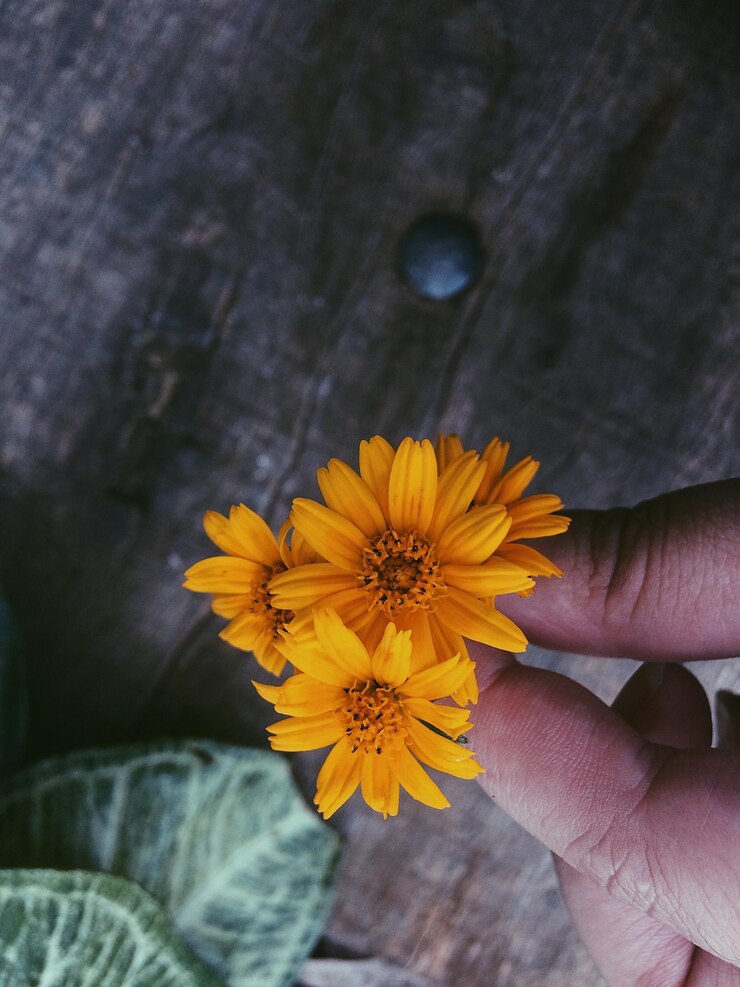 Foto mão cortada de pessoa segurando flores amarelas