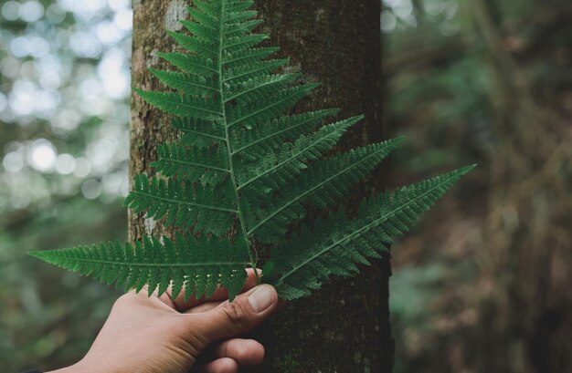 Foto mão cortada de pessoa segurando folha verde contra o tronco da árvore