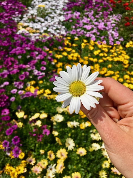 Foto mão cortada de pessoa segurando margarida