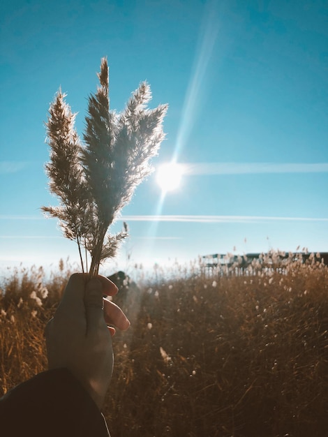 Foto mão cortada de pessoa segurando planta em terra contra o céu