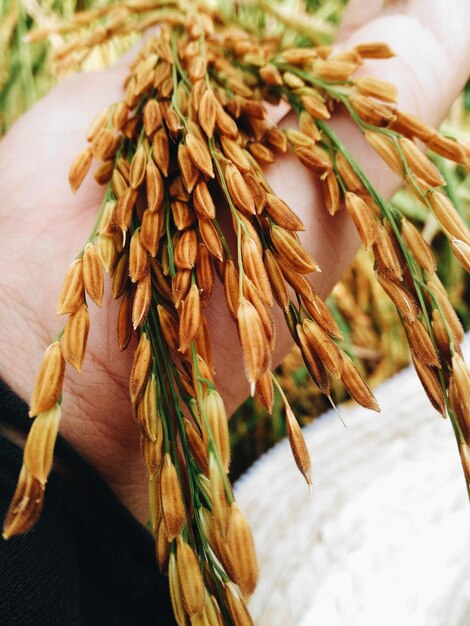 Mão cortada de pessoa segurando plantas