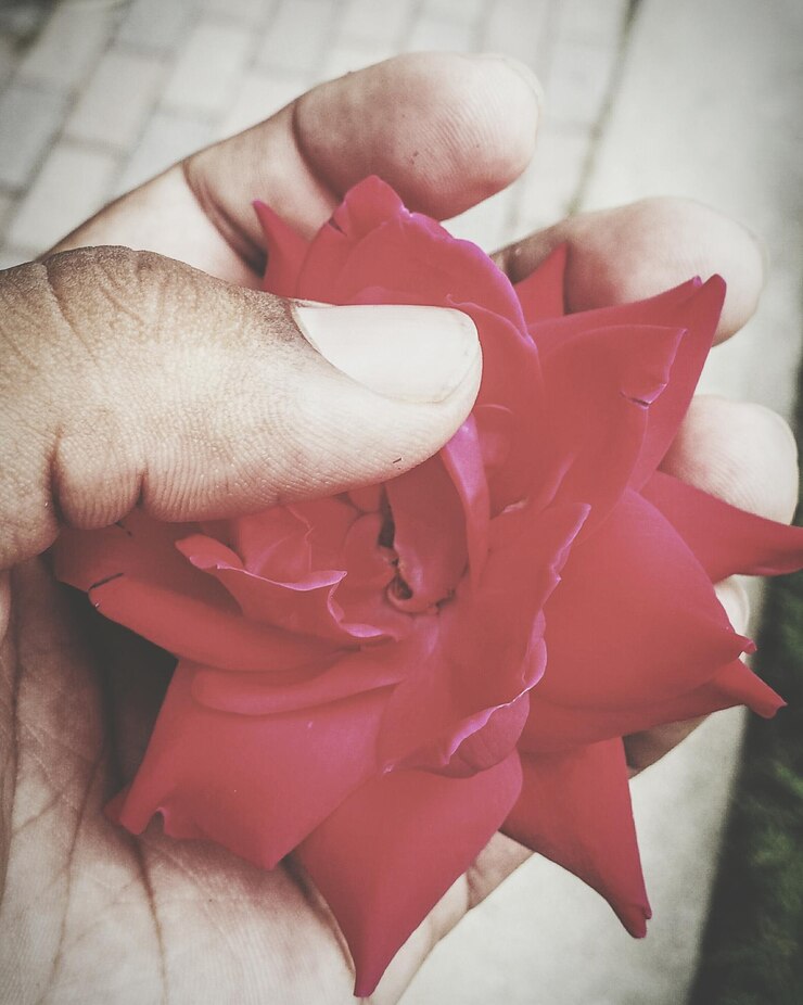 Foto mão cortada de pessoa segurando uma flor vermelha