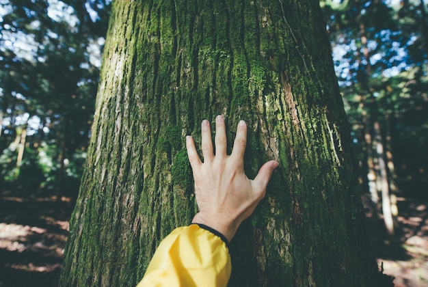 Foto mão cortada de pessoa tocando árvore na floresta