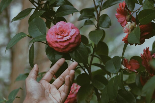 Mão cortada de pessoa tocando flores crescendo no parque