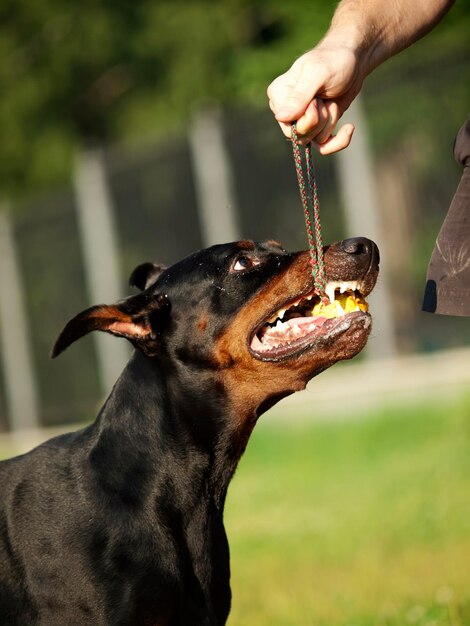 Foto mão cortada de um homem a brincar com um cão.