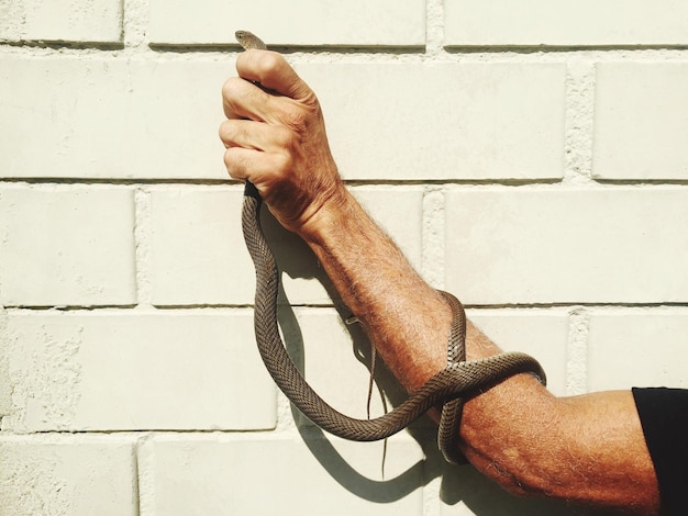 Foto mão cortada de um homem segurando uma cobra contra a parede