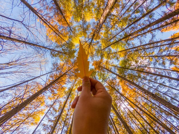 Foto mão cortada segurando folha de outono contra árvores na floresta