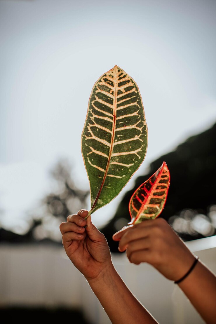Foto mão cortada segurando folhas ao ar livre
