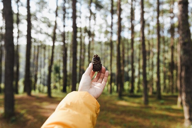 Foto mão cortada segurando pinheiro contra árvores na floresta