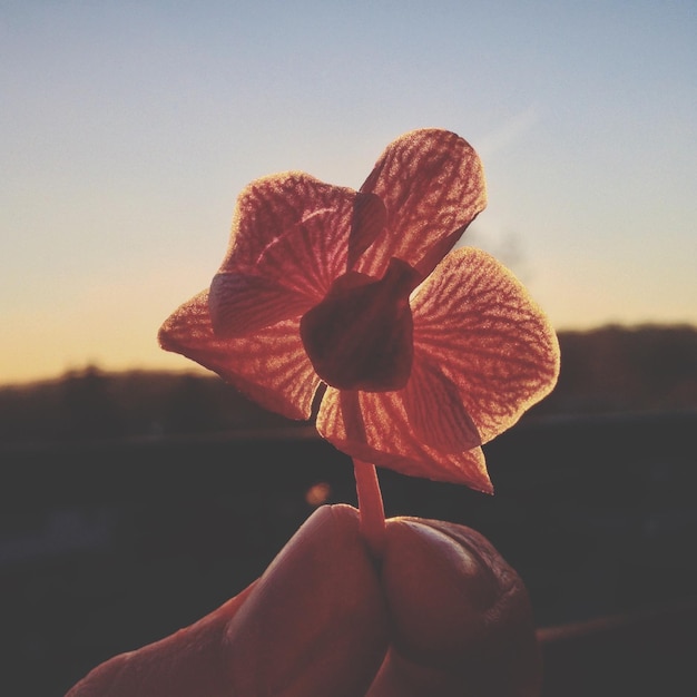 Foto mão cortada segurando uma flor contra o céu durante o pôr do sol