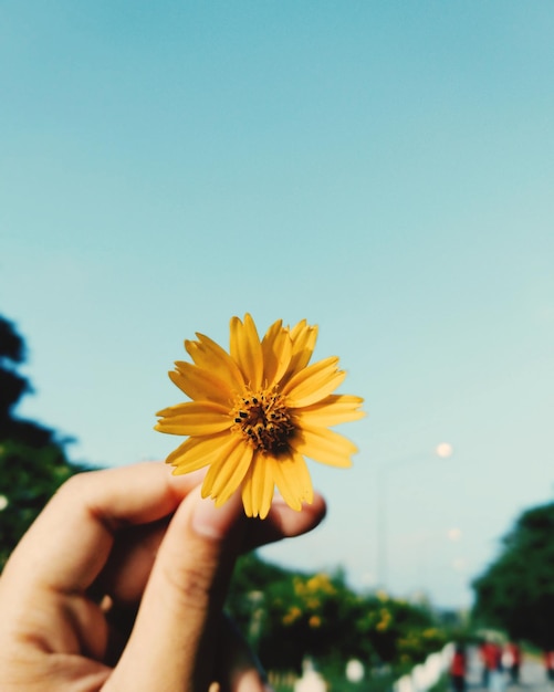 Mão cortada segurando uma flor contra o céu