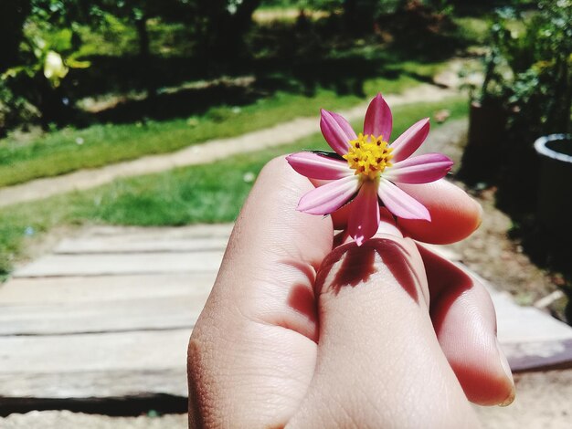 Foto mão cortada segurando uma flor rosa em um dia ensolarado