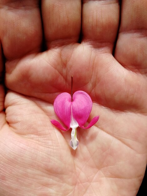 Foto mão cortada segurando uma flor rosa