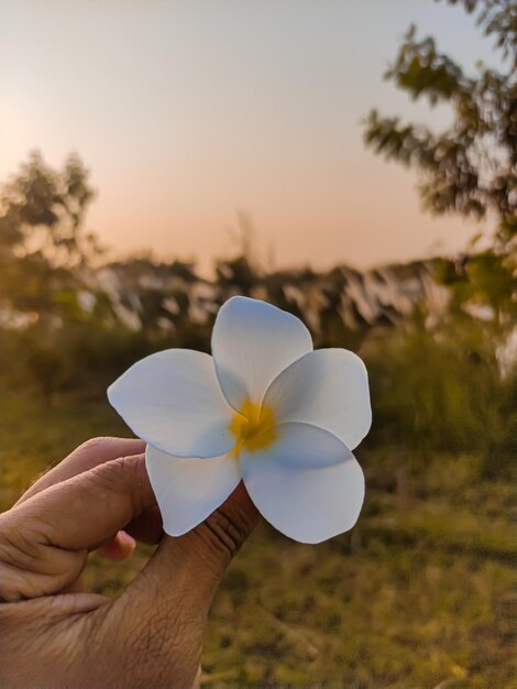 Foto mão cortada segurando uma flor roxa