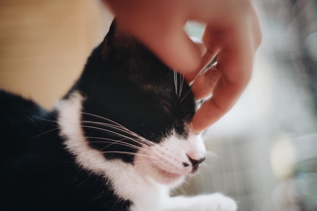Mão cortada tocando gato em casa