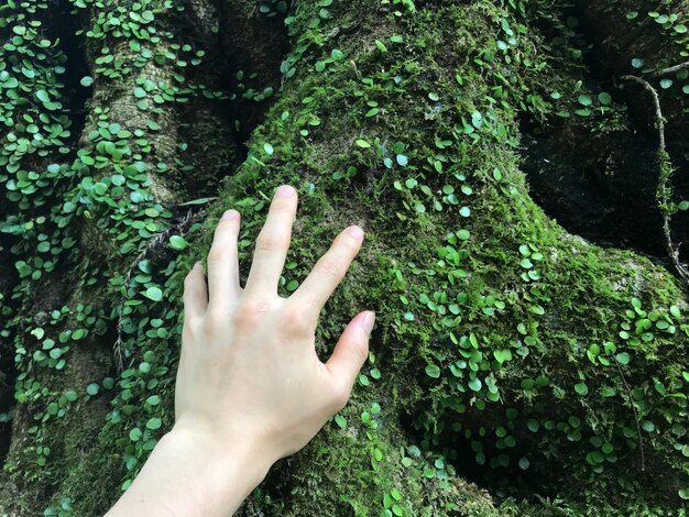 Mão cortada tocando tronco de árvore na floresta