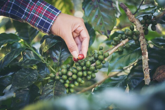 Foto mão da mulher está colhendo os grãos de café colhendo o grão de café da árvore de café