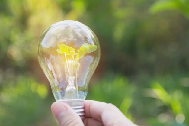 Mão da pessoa que guarda a ampola para o conceito da ideia ou do sucesso ou da energia solar.