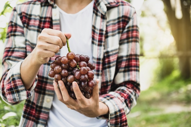 Mão de agricultor de homem jovem ásia segurando uvas após vinhedo de formulário de colheita, conceito de fruta saudável.