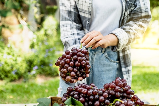 Mão de agricultor de mulher jovem Ásia segurando uvas depois de vinhedo de formulário de colheita, conceito de fruta saudável.