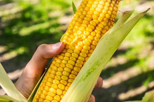 Mão de agricultor examinando espiga de milho maduro