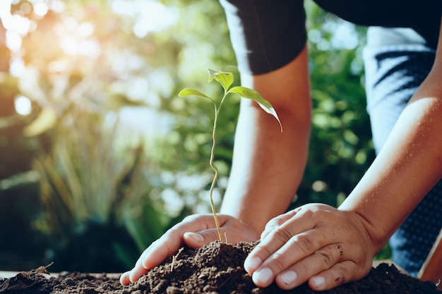 Mão de agricultor plantando árvores em gardren para salvar o mundo