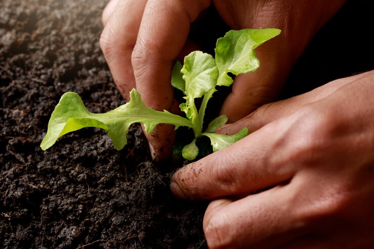 Foto mão de agricultor plantar brotar em solo fértil.