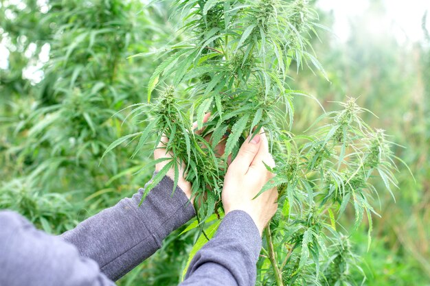 Mão de agricultor segurando cannabis na fazenda.