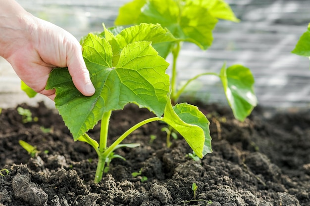 Mão de agricultor segurando um broto de pepinoCucumbers plantando e colhendo pepinos