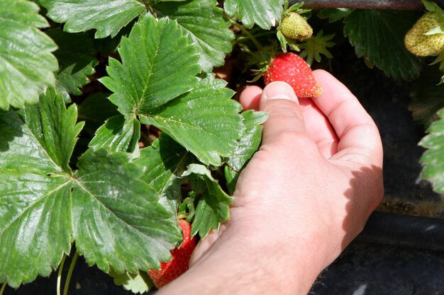 Mão de agricultor verificando a colheita de morangos Jardinagem doméstica