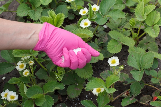 Mão de agricultor vestida com uma luva de borracha dando fertilizante químico para plantas jovens de morango Vista superior
