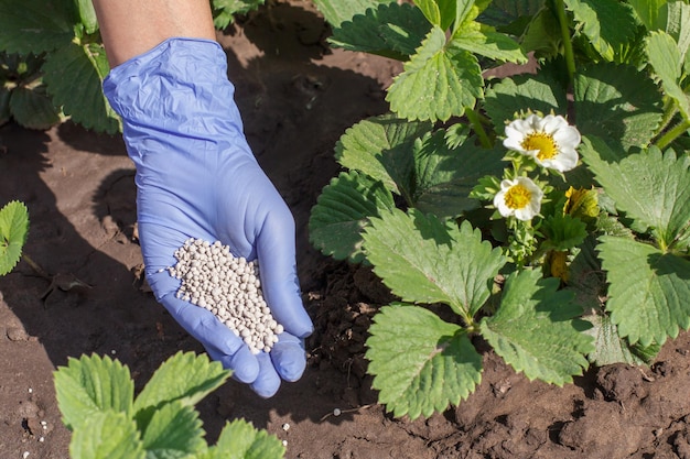 Mão de agricultora na luva de borracha dando fertilizante químico a arbustos de morango jovens durante o período de floração no jardim.