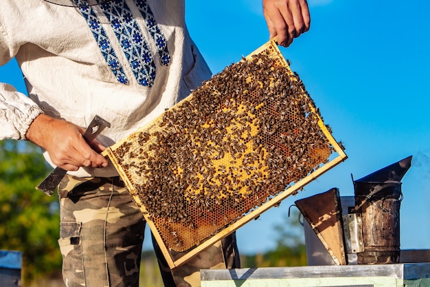 Mão de apicultor está trabalhando com abelhas e colmeias no apiário. abelhas em favos de mel. molduras de uma colmeia