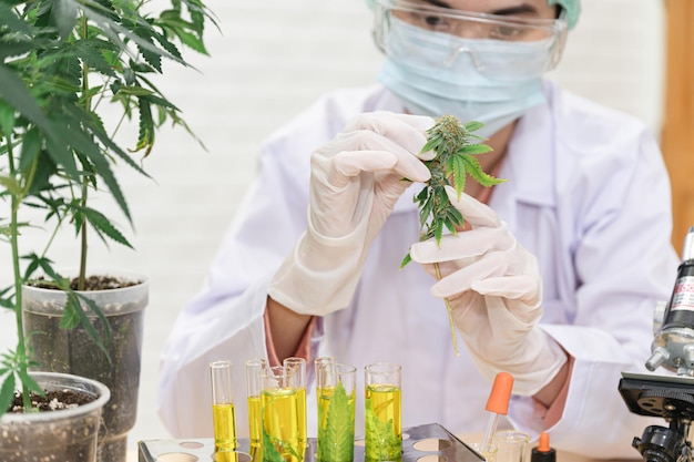 Mão de cientista mulher segurando cannabis com um tubo de ensaio no colo