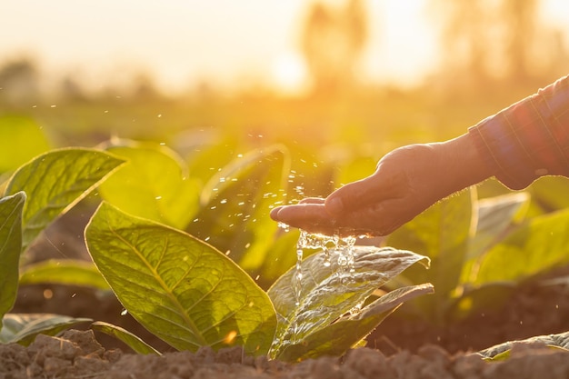 Mão de fazendeiro dando água para jovem árvore de tabaco no campo na hora do pôr do sol Conceito de planta de crescimento agrícola