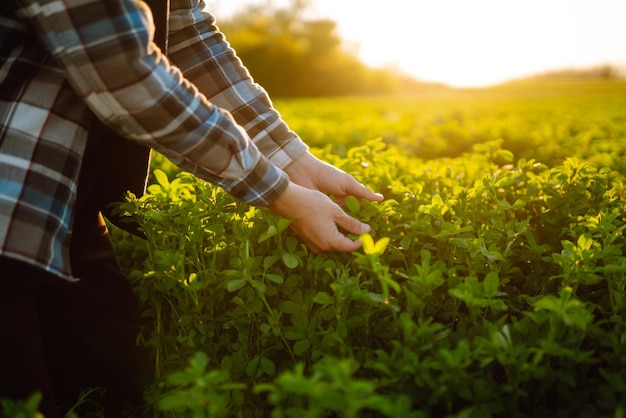 Mão de fazendeiro toca luzerna verde no campo ao pôr do sol Campo de crescimento de grama fresca