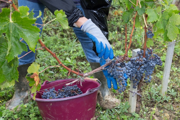 Mão de homem, colhendo uvas orgânicas da videira no dia de outono, tempo de colheita da vinha na zona rural