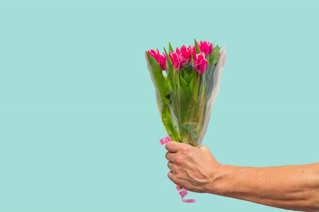 Mão de homem com buquê de tulipas cor de rosa em fundo azul. Primavera. Mulher e mãe dia conceito.