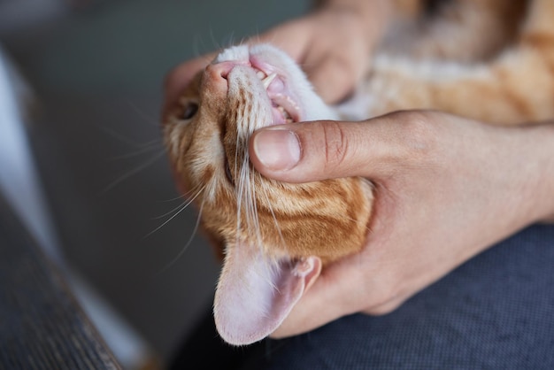 Mão de homem limpando os olhos de gato com almofada de algodão