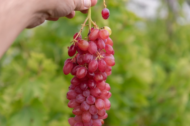 Mão de homem segurando cacho de uvas vermelhas