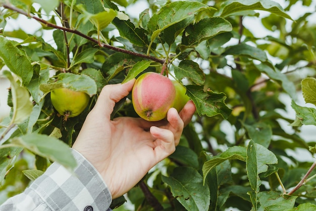 Mão de homem segurando maçã vermelha no pomar de macieiras