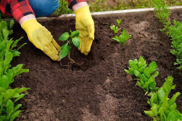 Mão de hortaliças de jardineiro em solo fértil luvas amarelas camisa vermelha agricultor Cultivo Orgânico