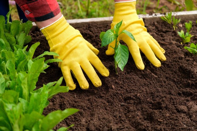 Mão de hortaliças de jardineiro em solo fértil luvas amarelas camisa vermelha agricultor Cultivo Orgânico