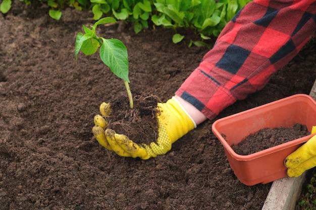 Mão de hortaliças de jardineiro em solo fértil luvas amarelas camisa vermelha agricultor Cultivo Orgânico