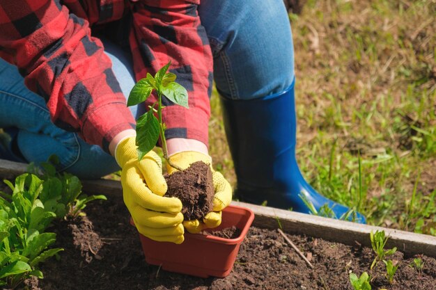 Mão de hortaliças de jardineiro em solo fértil luvas amarelas camisa vermelha agricultor cultivo orgânico